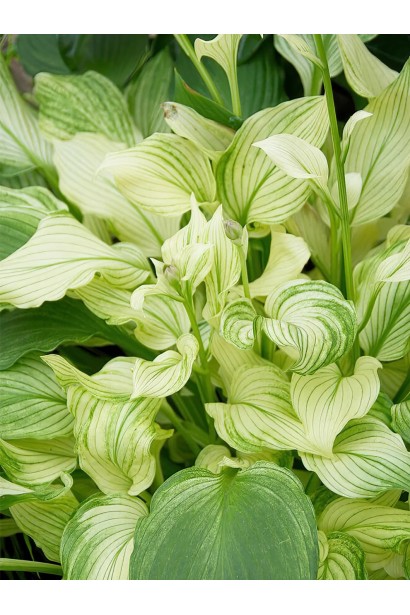 Хоста White Feather листя влітку